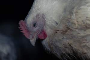 RSPCA Approved Chicken - Captured at Londonderry Road, Londonderry NSW.