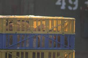 American Halal Meats Vigil - Photos taken during a vigil at American Halal Meats, in Newark, New Jersey. - Captured at American Halal Meats, Newark NJ United States.