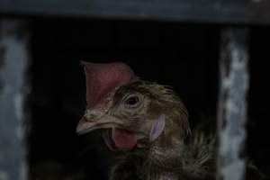 San Miguel Live Poultry - Photos taken at San Miguel Live Poultry, in Newark, New Jersey. - Captured at San Miguel Live Poultry, Newark NJ United States.