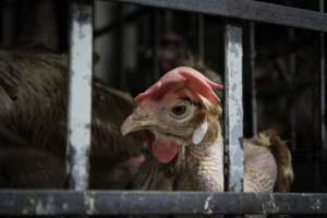 San Miguel Live Poultry - Photos taken at San Miguel Live Poultry, in Newark, New Jersey. - Captured at San Miguel Live Poultry, Newark NJ United States.