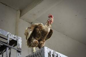San Miguel Live Poultry - Photos taken at San Miguel Live Poultry, in Newark, New Jersey. - Captured at San Miguel Live Poultry, Newark NJ United States.