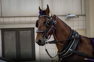 NYC Horse Carriages - Photos taken of horses being used for carriage rides in New York City. - Captured at Central Park Carriage Rides, Manhattan NY United States.