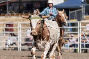 Captured at Great Western Rodeo, Great Western VIC Australia.