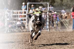 Captured at Great Western Rodeo, Great Western VIC Australia.