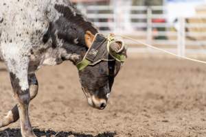 Captured at Great Western Rodeo, Great Western VIC Australia.