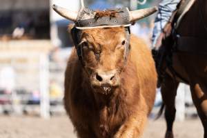 Captured at Great Western Rodeo, Great Western VIC Australia.