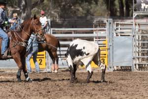 Captured at Great Western Rodeo, Great Western VIC Australia.