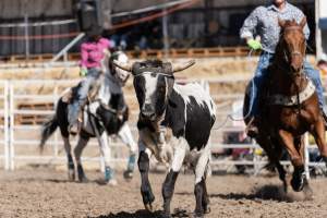 Captured at Great Western Rodeo, Great Western VIC Australia.