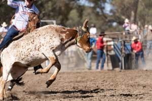 Captured at Great Western Rodeo, Great Western VIC Australia.