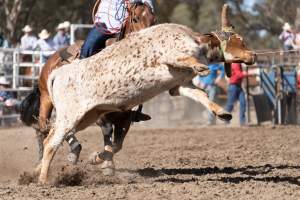 Captured at Great Western Rodeo, Great Western VIC Australia.