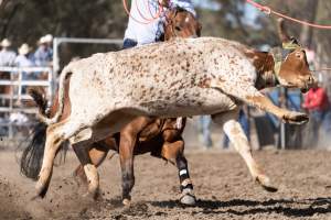 Captured at Great Western Rodeo, Great Western VIC Australia.