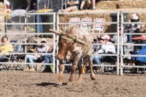 Captured at Great Western Rodeo, Great Western VIC Australia.