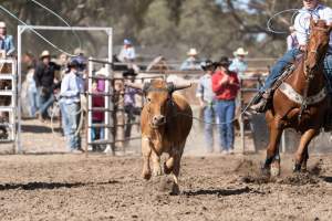 Captured at Great Western Rodeo, Great Western VIC Australia.