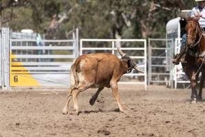 Captured at Great Western Rodeo, Great Western VIC Australia.