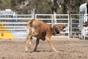 Captured at Great Western Rodeo, Great Western VIC Australia.