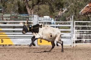 Captured at Great Western Rodeo, Great Western VIC Australia.