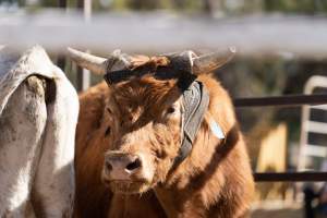 Captured at Great Western Rodeo, Great Western VIC Australia.