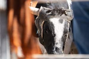 Captured at Great Western Rodeo, Great Western VIC Australia.