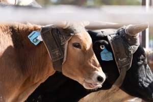 Captured at Great Western Rodeo, Great Western VIC Australia.