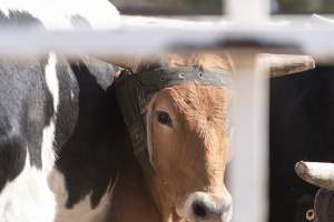 Captured at Great Western Rodeo, Great Western VIC Australia.