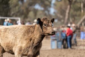 Captured at Great Western Rodeo, Great Western VIC Australia.