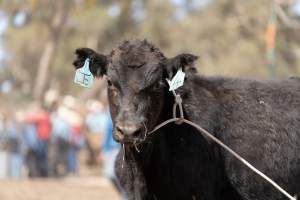 Captured at Great Western Rodeo, Great Western VIC Australia.