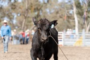 Captured at Great Western Rodeo, Great Western VIC Australia.