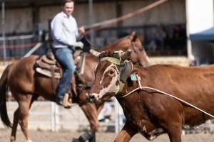 Captured at Great Western Rodeo, Great Western VIC Australia.