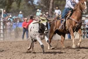 Captured at Great Western Rodeo, Great Western VIC Australia.