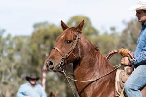 Captured at Great Western Rodeo, Great Western VIC Australia.