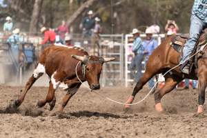 Captured at Great Western Rodeo, Great Western VIC Australia.