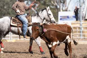 Captured at Great Western Rodeo, Great Western VIC Australia.