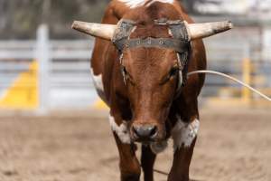 Captured at Great Western Rodeo, Great Western VIC Australia.