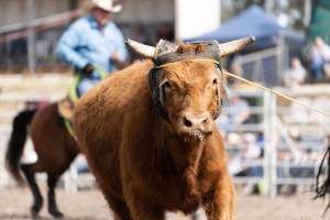 Captured at Great Western Rodeo, Great Western VIC Australia.