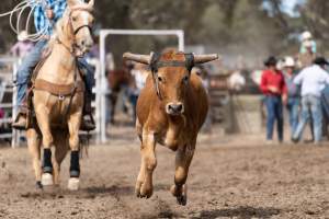 Captured at Great Western Rodeo, Great Western VIC Australia.