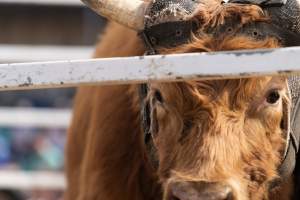 Captured at Great Western Rodeo, Great Western VIC Australia.