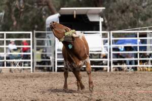 Captured at Great Western Rodeo, Great Western VIC Australia.