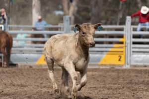 Captured at Great Western Rodeo, Great Western VIC Australia.