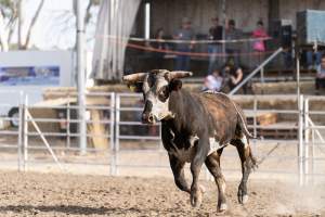 Captured at Great Western Rodeo, Great Western VIC Australia.