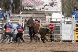 Captured at Great Western Rodeo, Great Western VIC Australia.