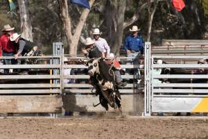 Captured at Great Western Rodeo, Great Western VIC Australia.