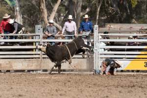 Captured at Great Western Rodeo, Great Western VIC Australia.