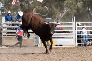 Captured at Great Western Rodeo, Great Western VIC Australia.