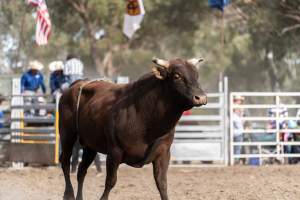 Captured at Great Western Rodeo, Great Western VIC Australia.