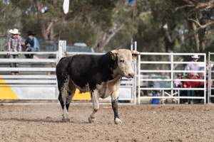 Captured at Great Western Rodeo, Great Western VIC Australia.