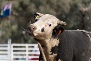 Captured at Great Western Rodeo, Great Western VIC Australia.