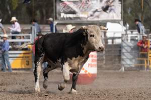 Captured at Great Western Rodeo, Great Western VIC Australia.