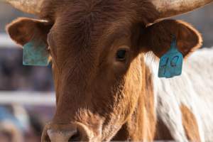 Captured at Great Western Rodeo, Great Western VIC Australia.