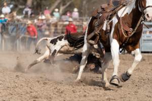 Captured at Great Western Rodeo, Great Western VIC Australia.