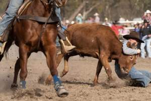 Captured at Great Western Rodeo, Great Western VIC Australia.